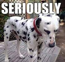 Click image for larger version. 

Name:	Spotted dog.jpg 
Views:	171 
Size:	35.9 KB 
ID:	49464